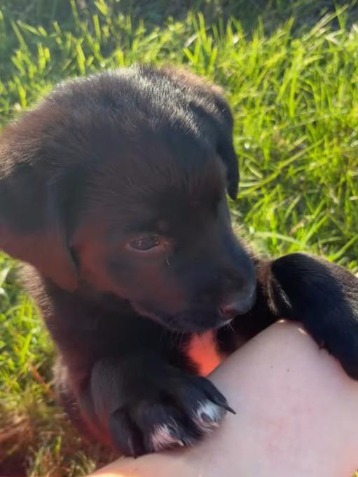 Lab mix