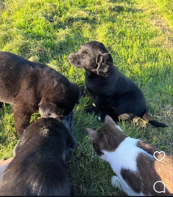 Lab mix