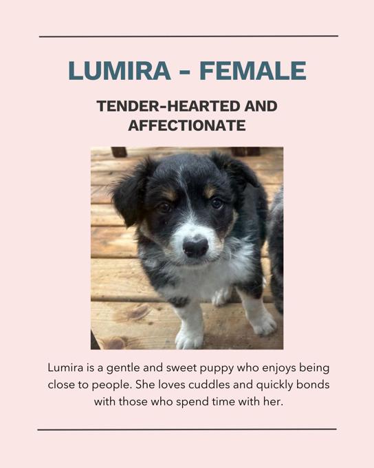 Australian Shepherd / Border Collie
