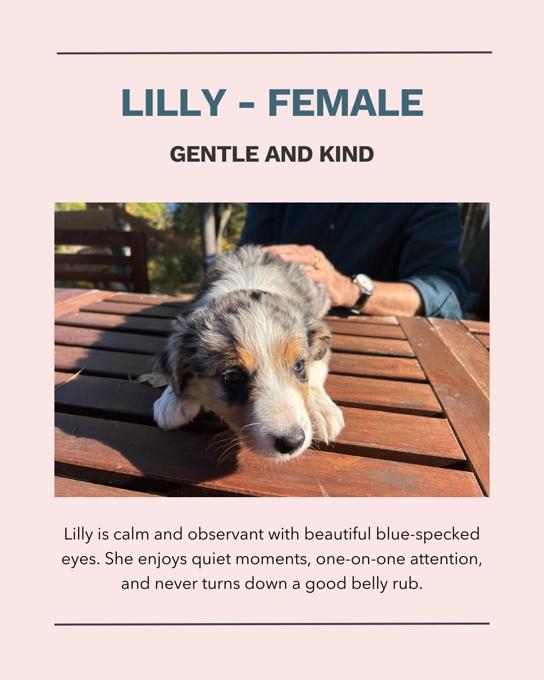 Australian Shepherd / Border Collie