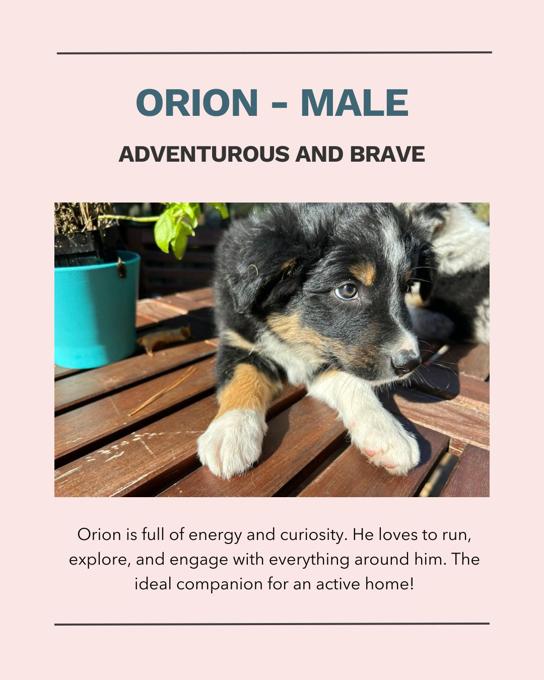 Australian Shepherd / Border Collie