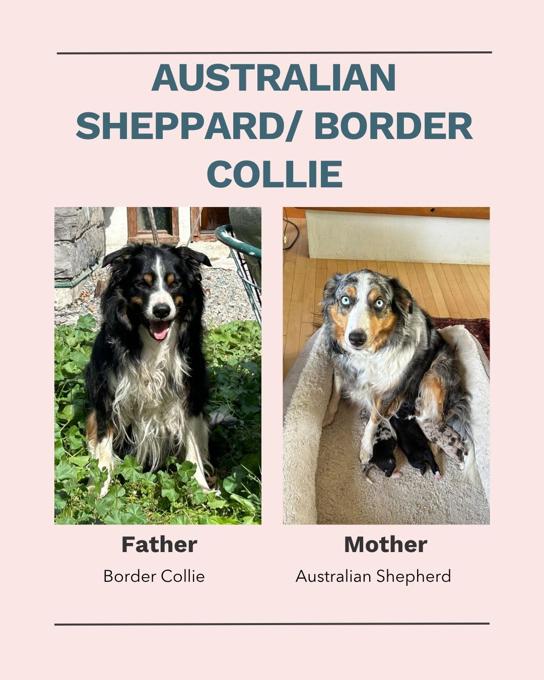 Australian Shepherd / Border Collie