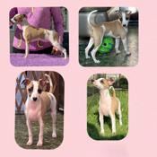 Italian Greyhound