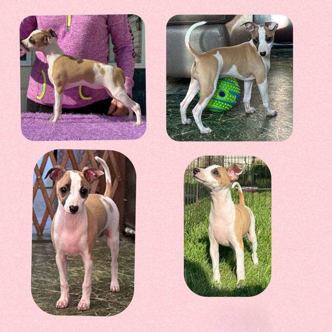 Italian Greyhound