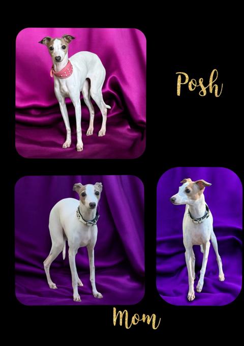 Italian Greyhound