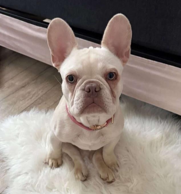 French Bulldog purebred