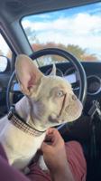 French Bulldog purebred