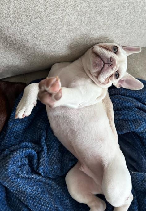 French Bulldog purebred