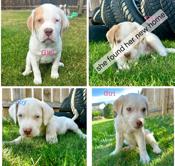 Lab/Husky/St. Bernard cross