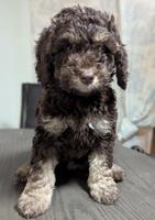 Bernedoodle