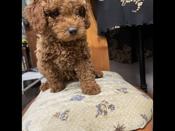 Cockapoo