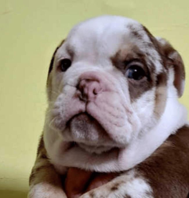 English Bulldog