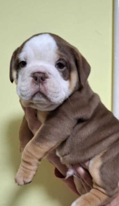 English Bulldog