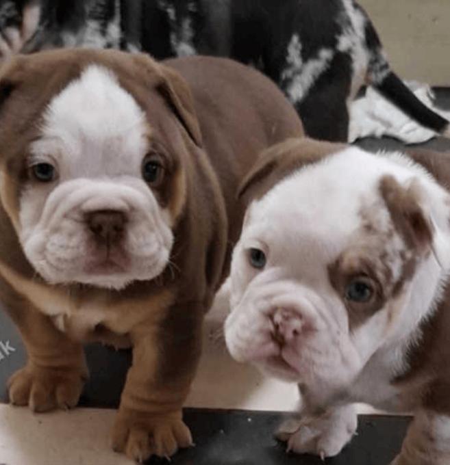 English Bulldog