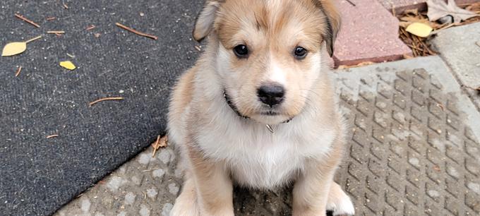 Husky mastiff /border collie mastiff