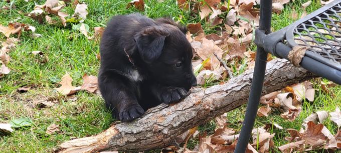 Husky mastiff /border collie mastiff