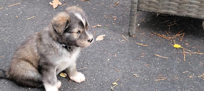 Husky mastiff /border collie mastiff