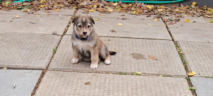 Husky mastiff /border collie mastiff