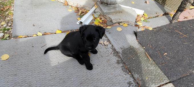 Husky mastiff /border collie mastiff