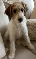 Schnoodle Aussiedoodle
