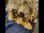 Schnoodle