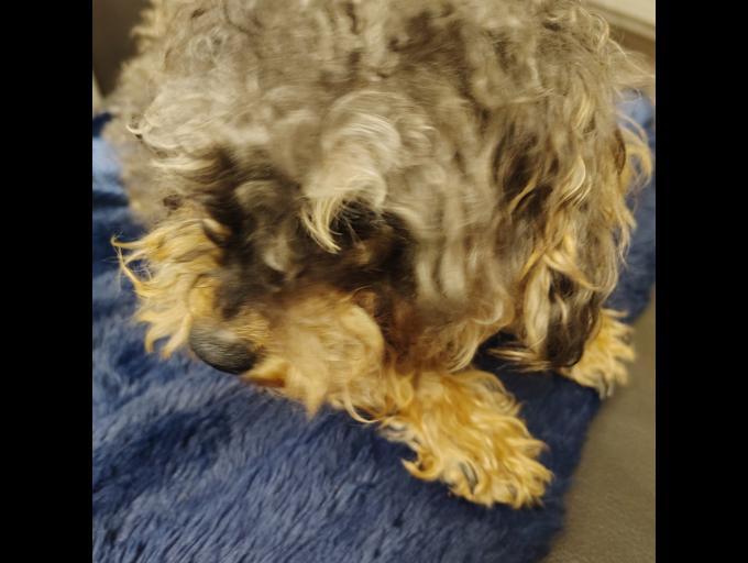 Schnoodle