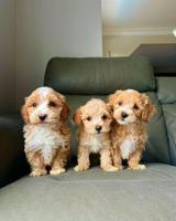 Maltipoo