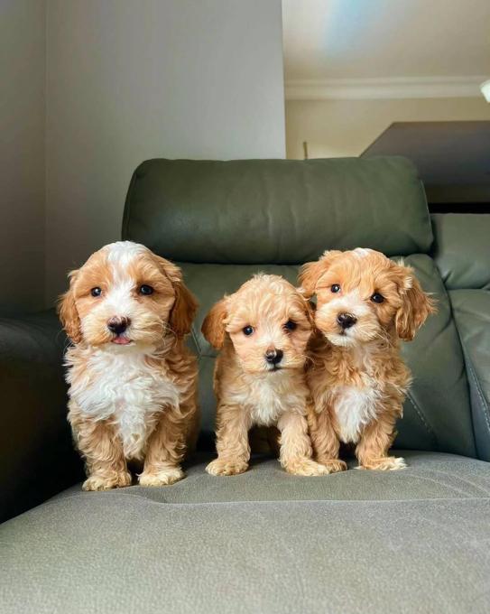 Maltipoo