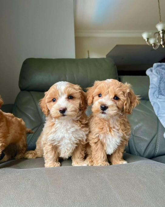 Maltipoo