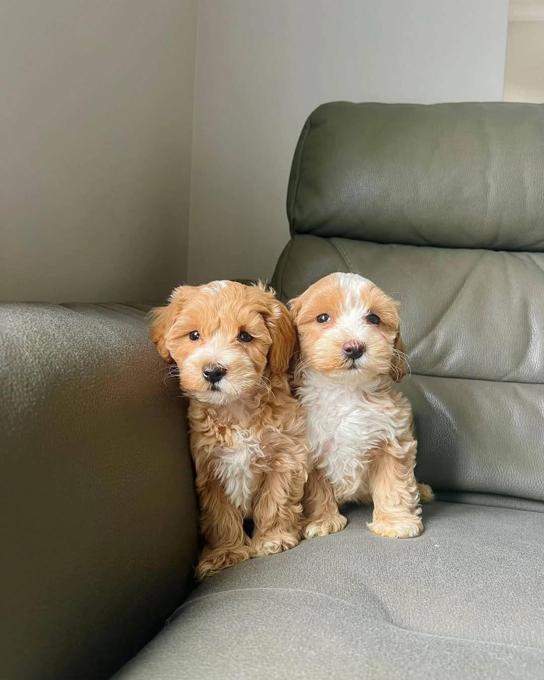 Maltipoo