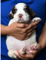 English Springer Spaniel