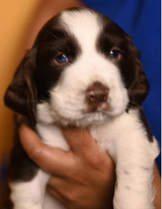 English Springer Spaniel