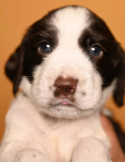 English Springer Spaniel