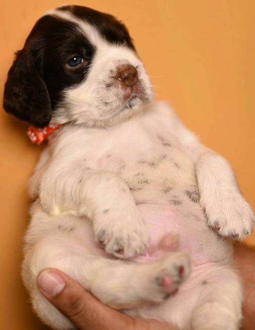 English Springer Spaniel