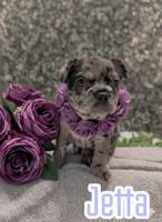 Frenchton