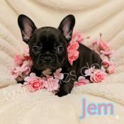 Frenchton