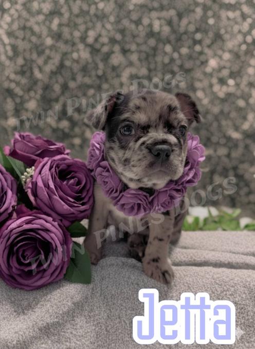 Frenchton