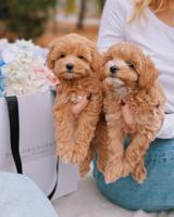 Maltipoo