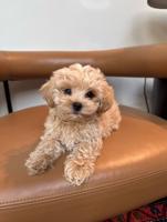 Maltipoo