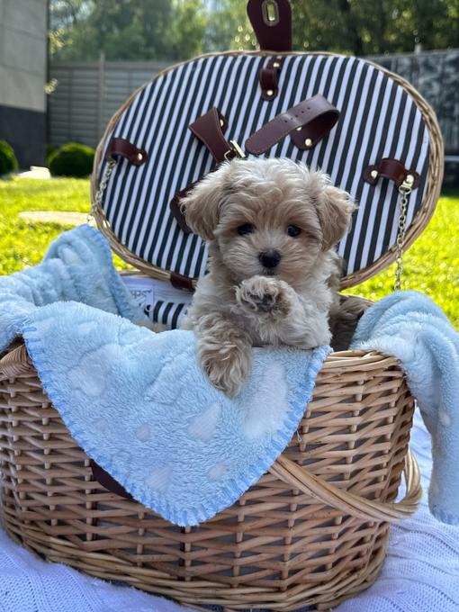 Maltipoo