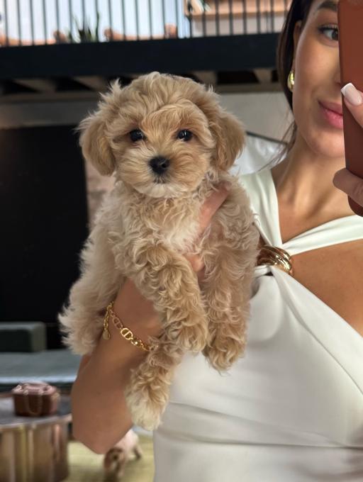 Maltipoo