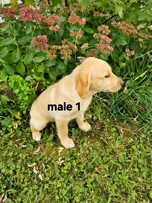 Golden Retriever cross