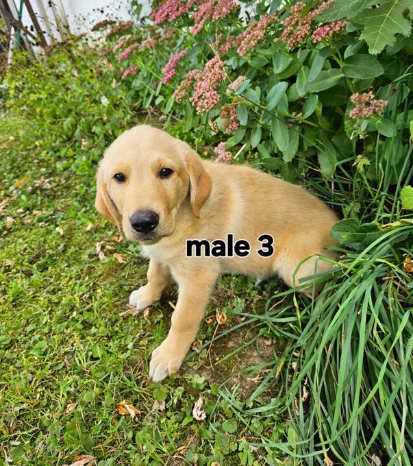 Golden Retriever cross