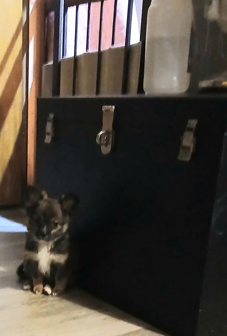 Pomeranian/Chihuahua
