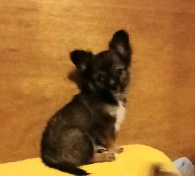 Pomeranian/Chihuahua