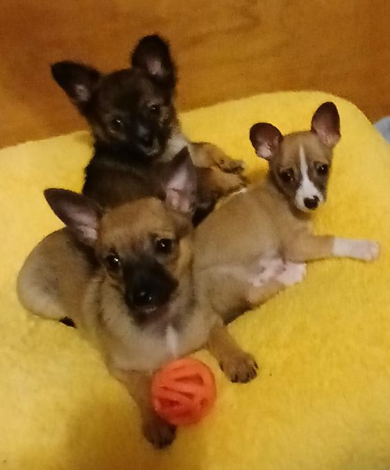 Pomeranian/Chihuahua
