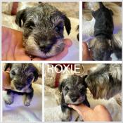Miniature Schnauzer
