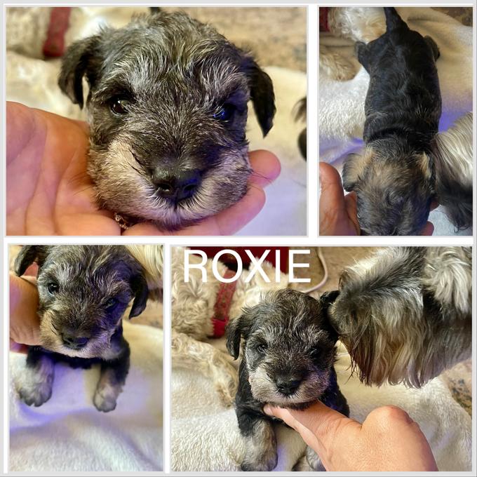 Miniature Schnauzer