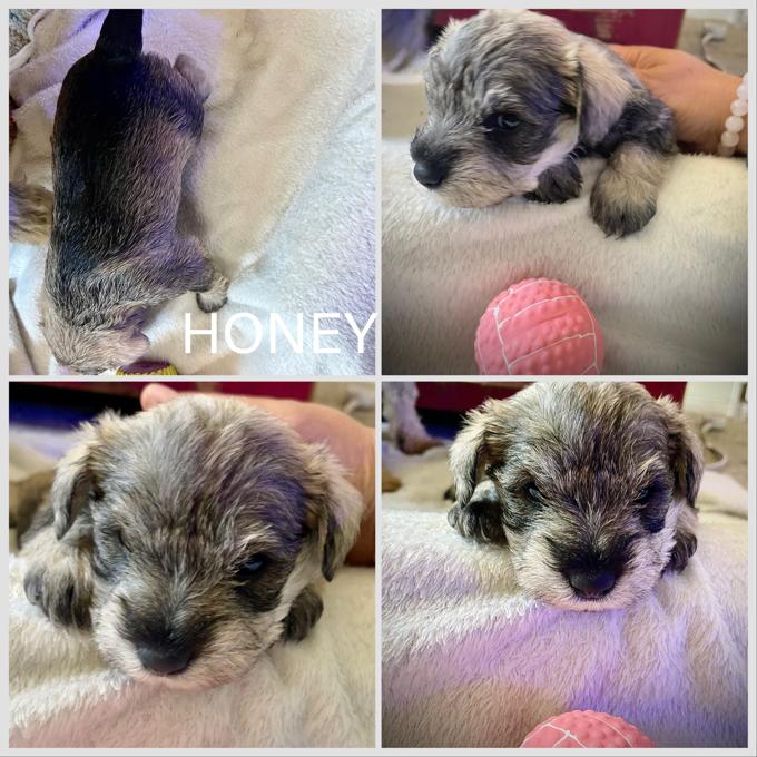 Miniature Schnauzer