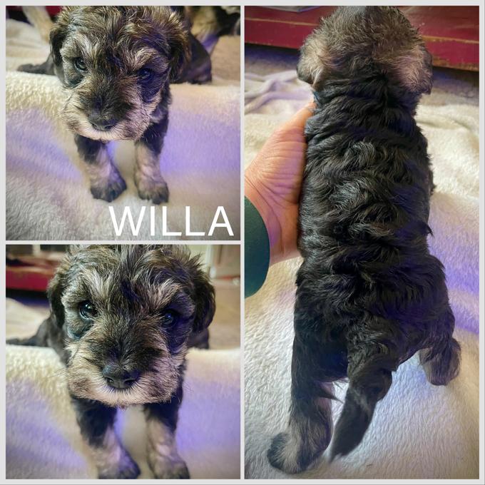 Miniature Schnauzer